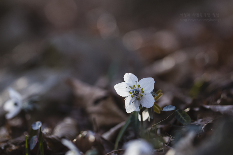 야생식물 - 변산바람꽃