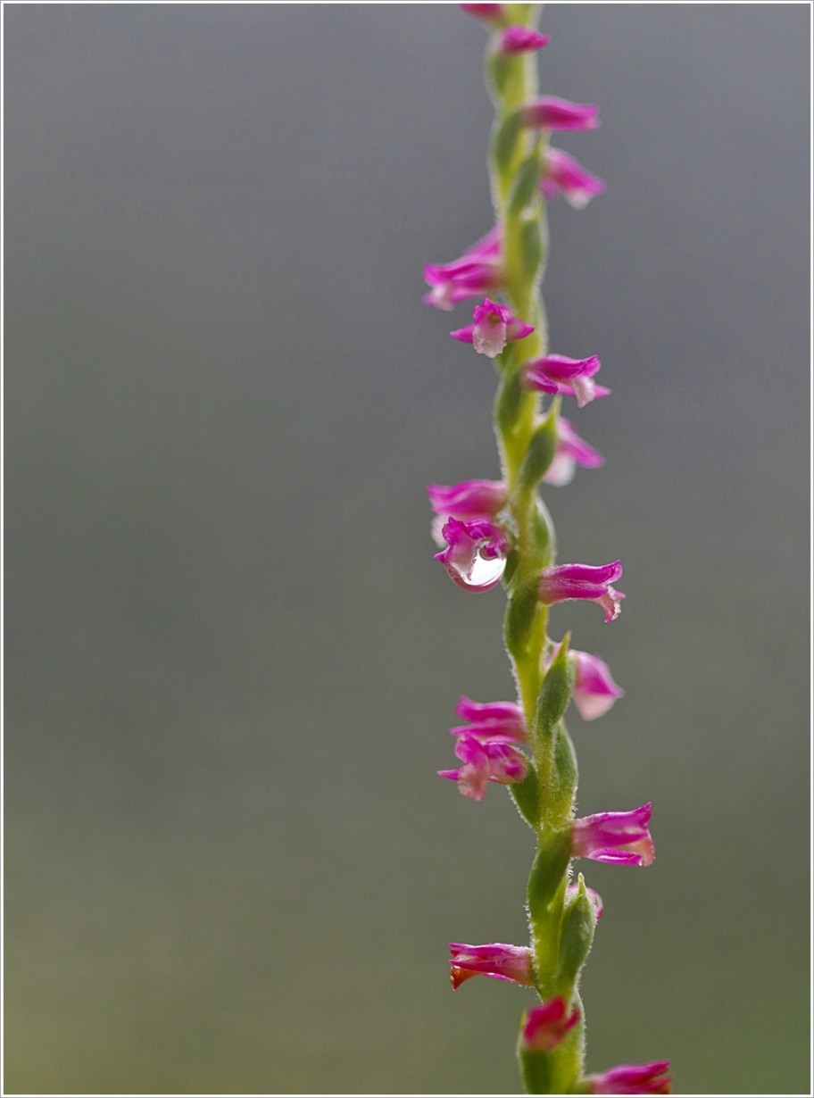 야생식물 - 타래난초