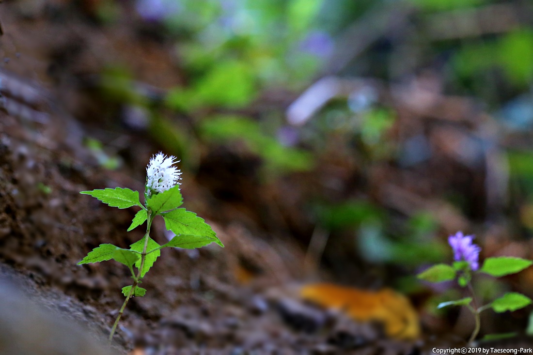 루핀 흰꽃 루피너스(Lupinus), 루핀(lupine)