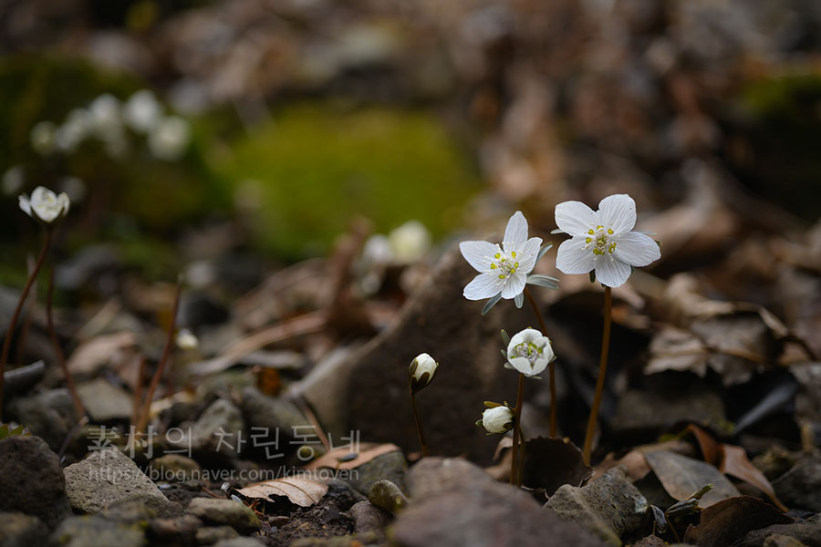 야생식물 - 변산바람꽃