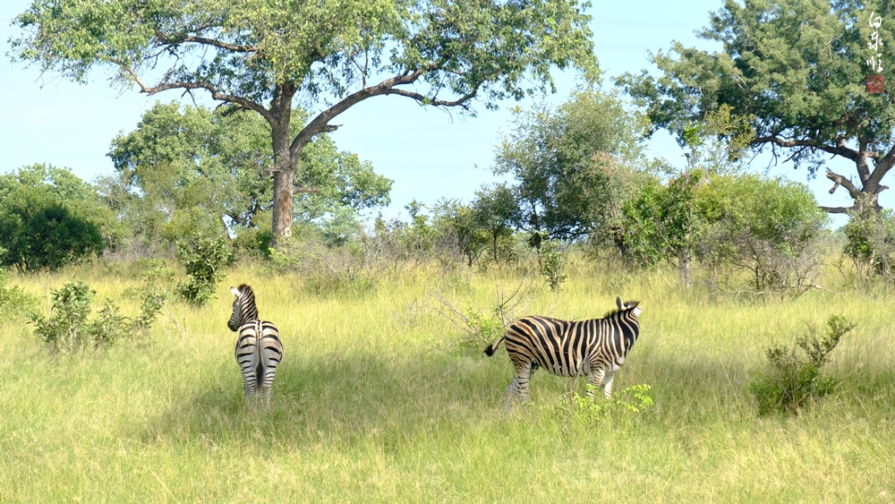 동물갤러리 - 사바나얼룩말 (Plains zebra, Equus quagga)