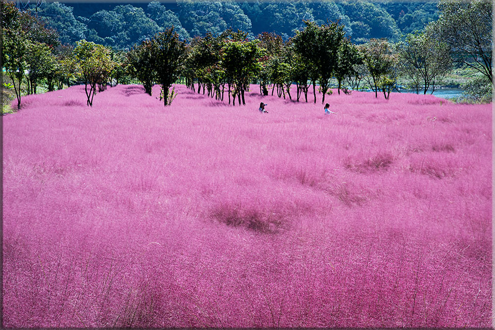 풍경갤러리 - 핑크뮬리