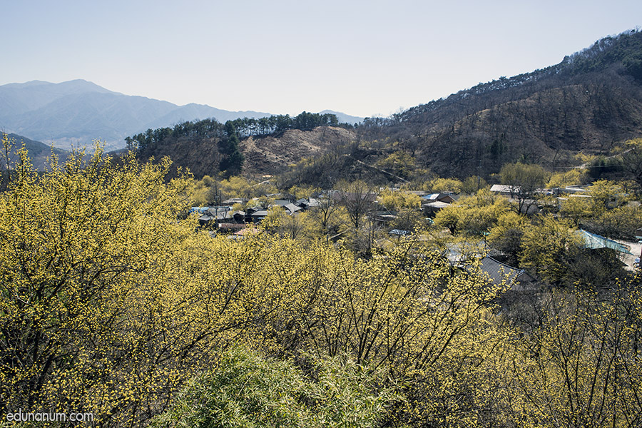 풍경갤러리 - 산수유꽃마을 현천