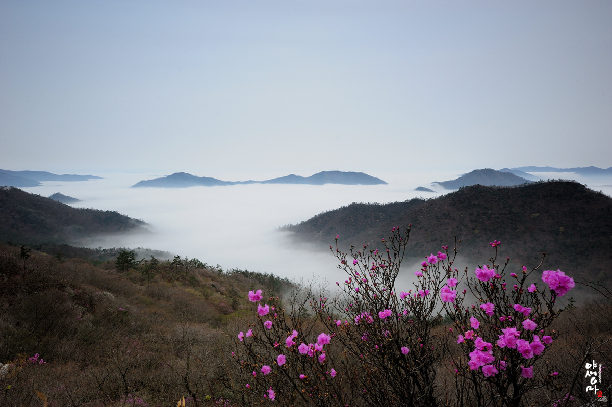 풍경갤러리 - 진달래산과 운해