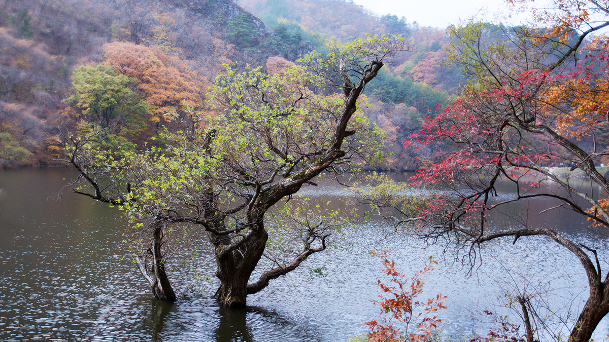 풍경갤러리 - 청송주산지