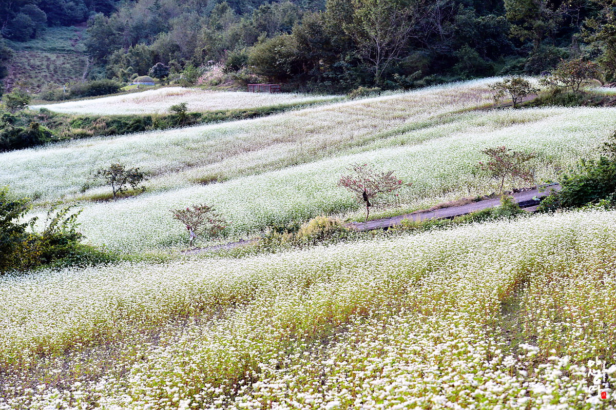 풍경갤러리 - 메밀밭 풍경