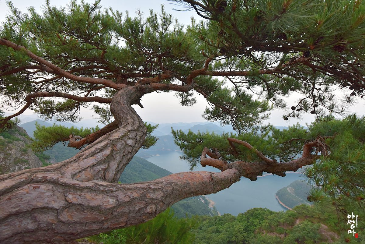 풍경갤러리 - 명품소나무