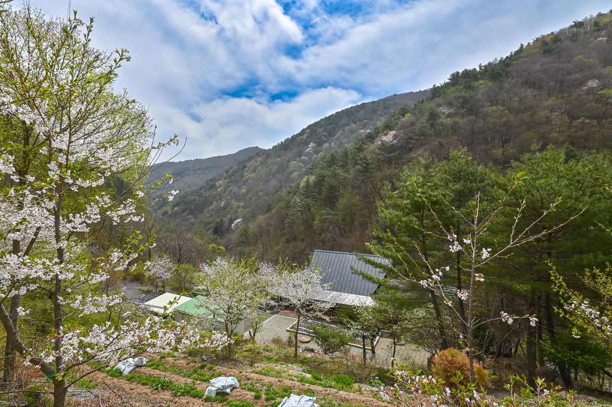 풍경갤러리 - 꽃피는 산골