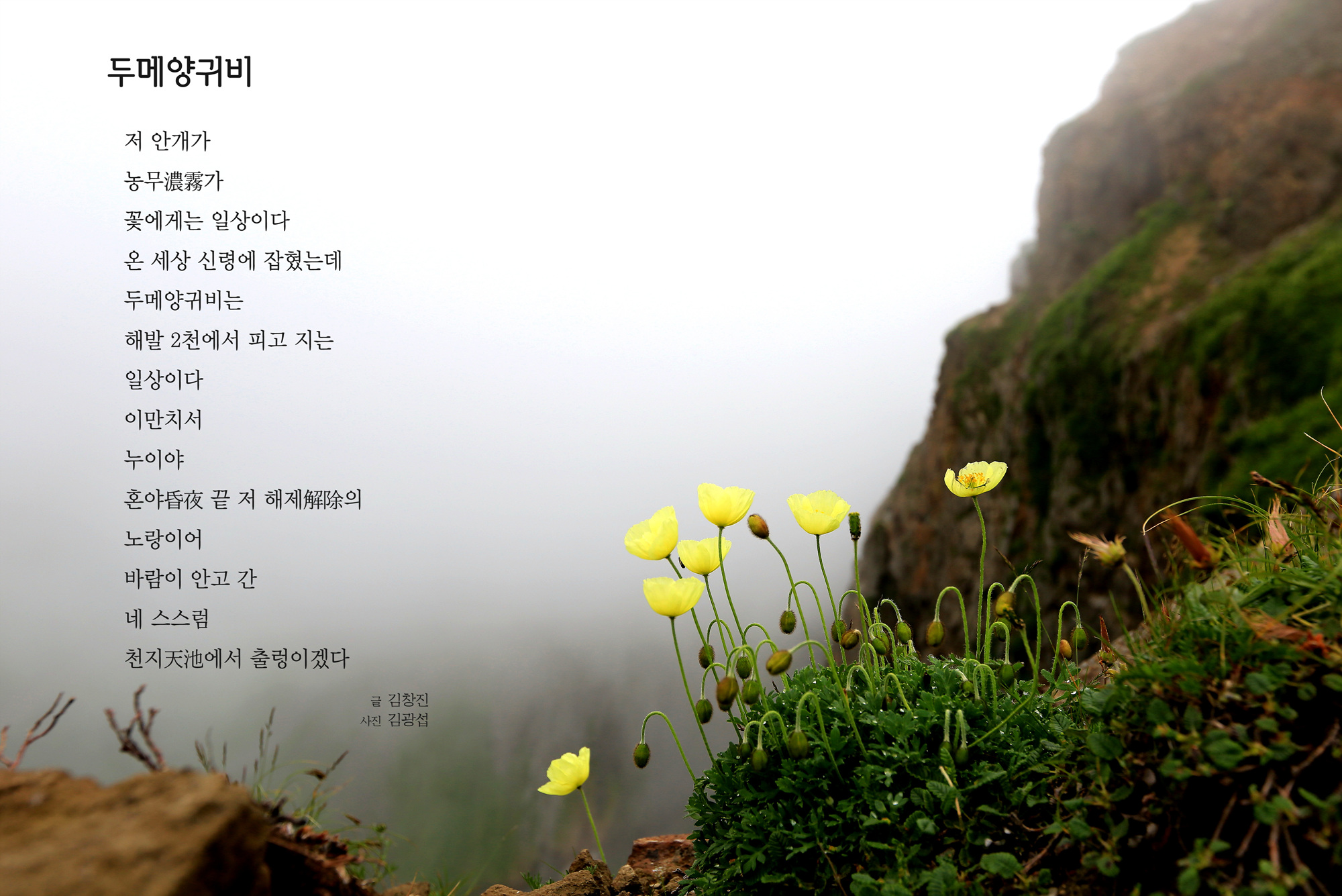 삶의향기 - 두메양귀비(2)