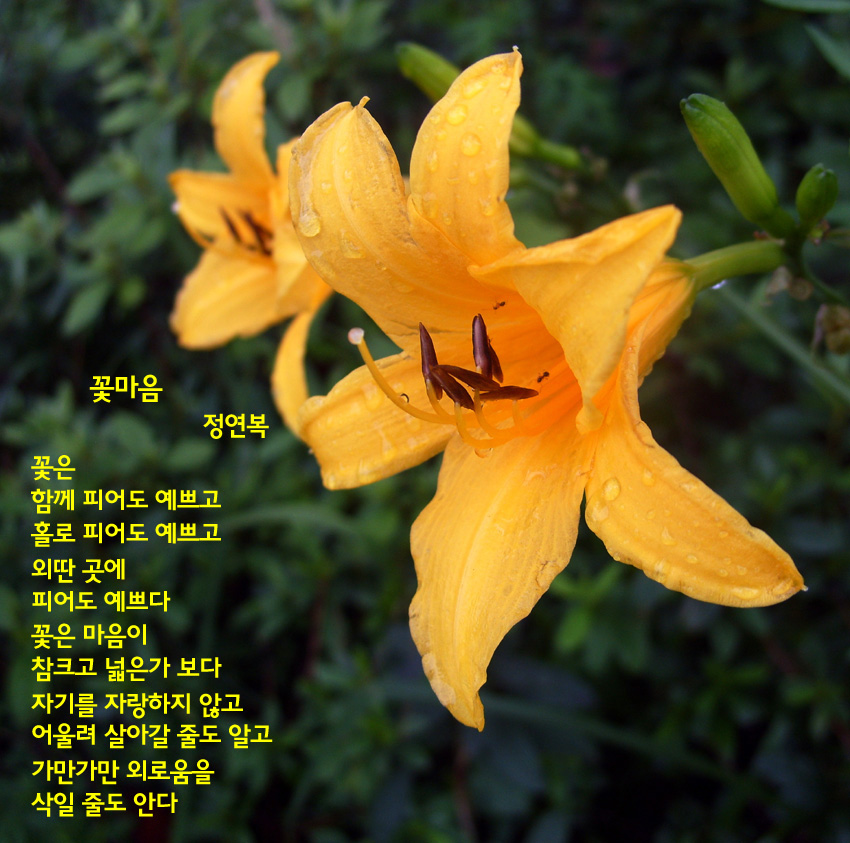 삶의향기 - 꽃마음