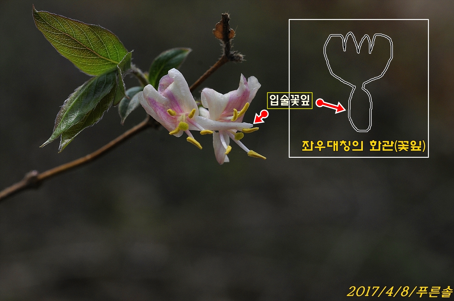 꽃이야기 - [푸른솔의 식물이야기] 길마가지나무의 이름 유래기