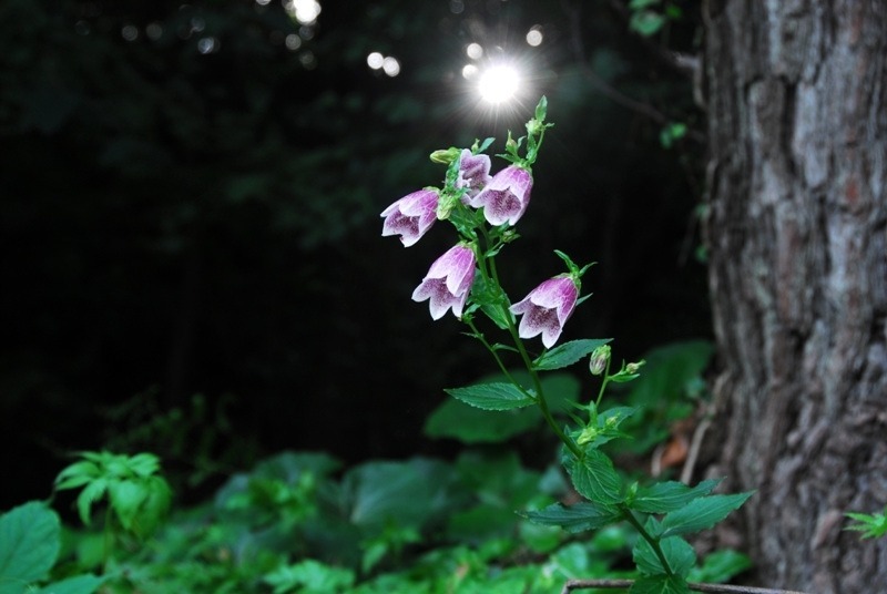 smflower50_351.jpg