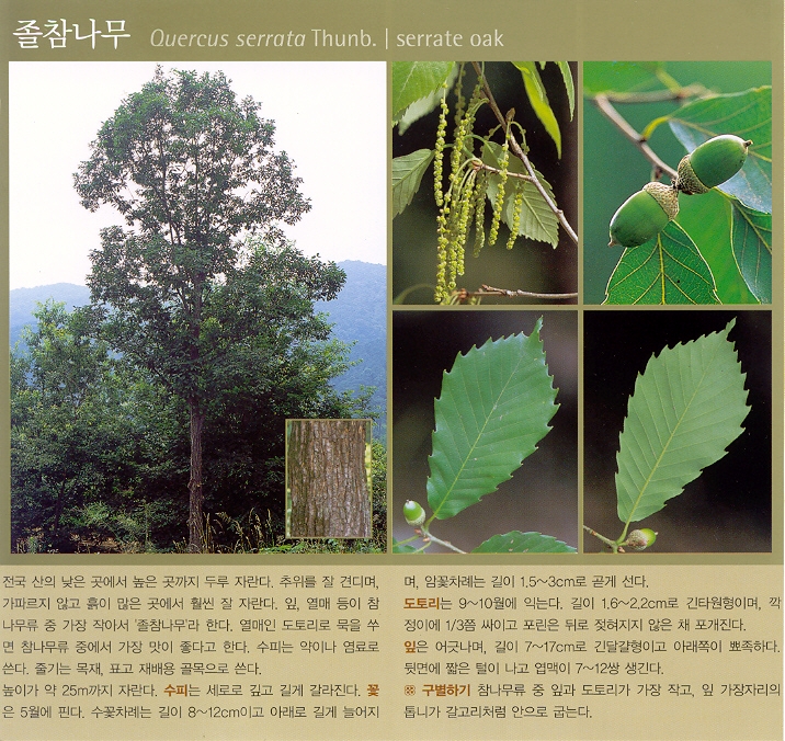 야생화 교실 - [re] 참나무 구별하기