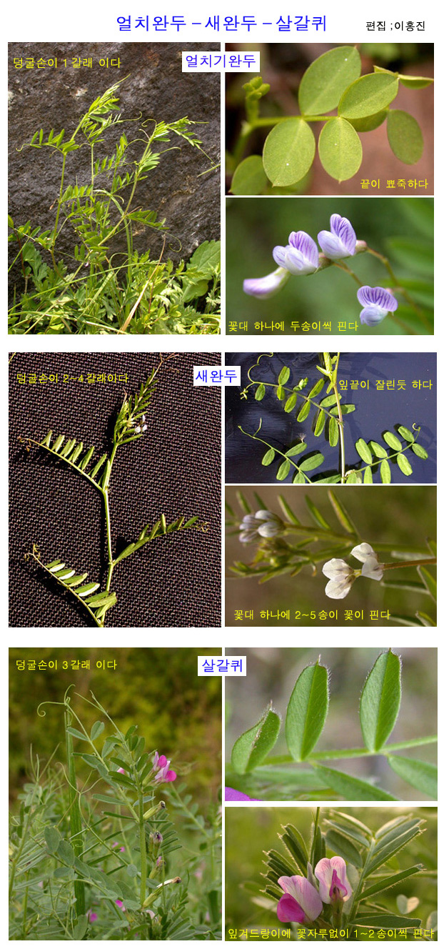 야생화 교실 - 얼치기완두-새완두-살갈퀴