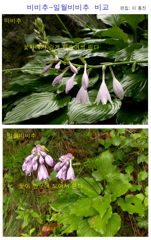 야생화 교실 - 비비추-일월비비추