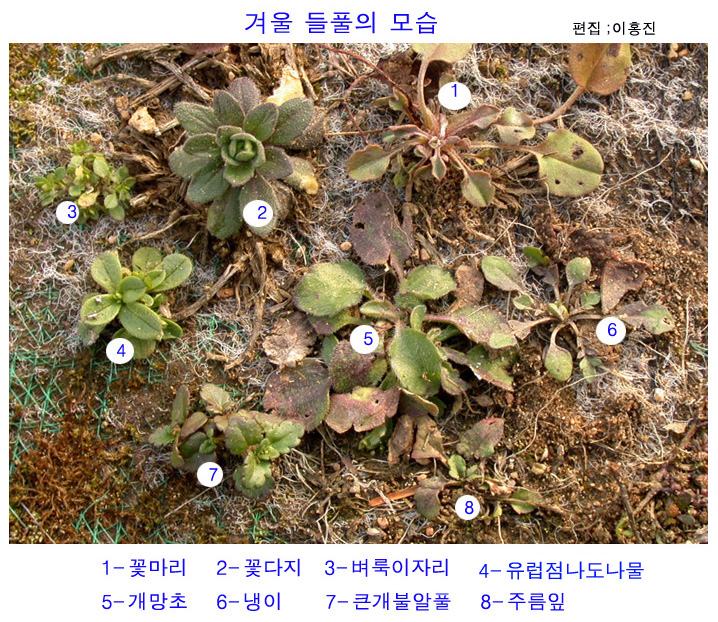 야생화 교실 - 겨울 들풀의 모습