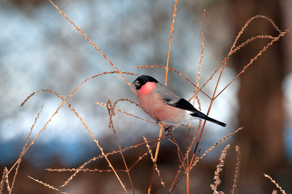 조류 - 멋쟁이, 재색멋쟁이
