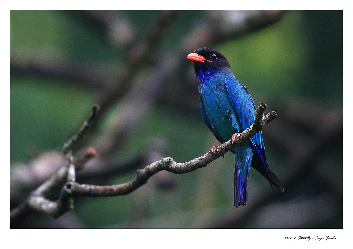 조류 - 파랑새{broad-billed roller}