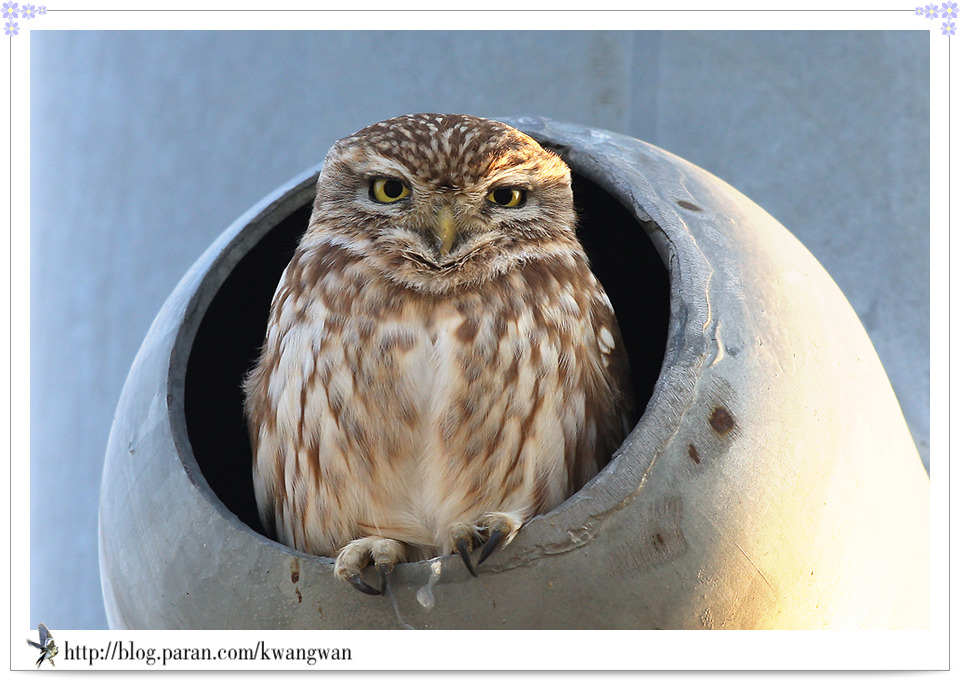 조류 - 금눈쇠올빼미 (Little Owl)