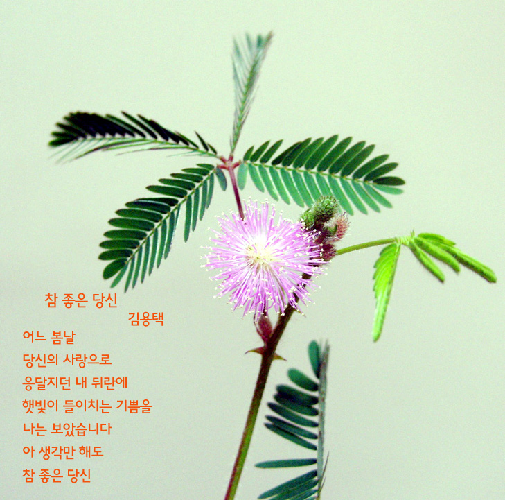자유갤러리(풍경) - 참 좋은 당신