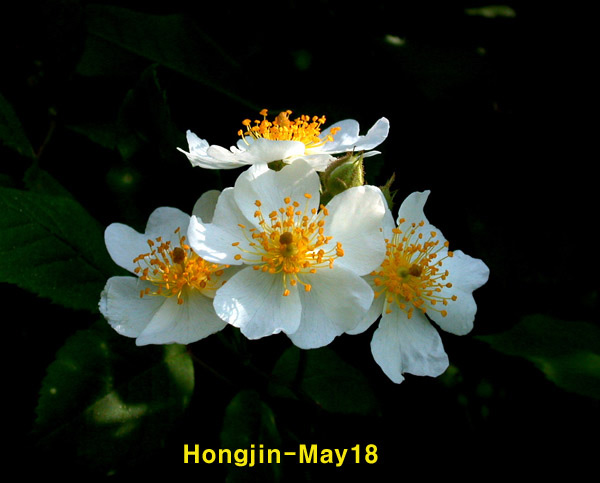 (구)식물갤러리 - 찔레꽃