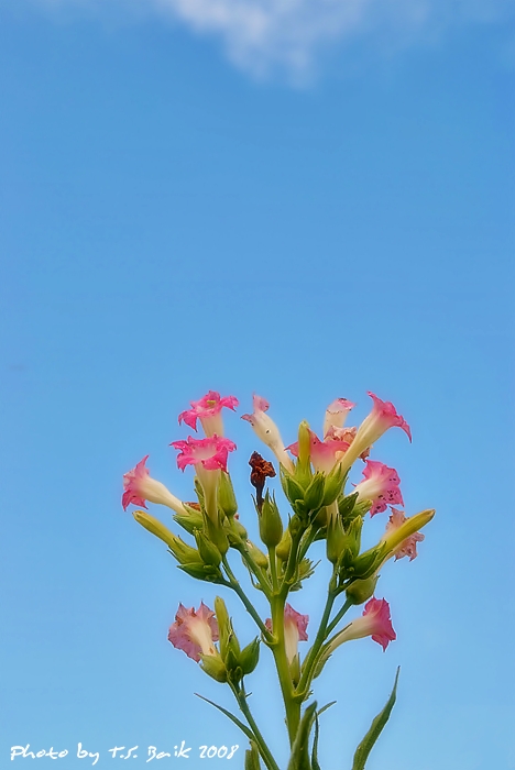 꽃이야기 - 담배