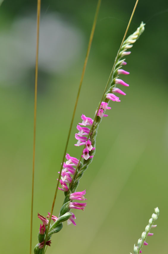 (구)식물갤러리 - 타래난초